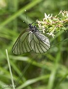 Aporia crataegi