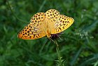 Argynnis paphia2