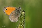 Coenonympha-pamphilus