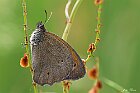 Maniola Jurtina
