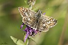 pyrgus armoricanus