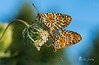 Melitaea-didyma accopiamento-