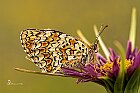 Melitaea-phoebe suTragopogon-porrfolius-L.Barba-di-becco