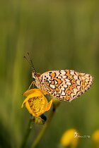 Melitaea-phoebe