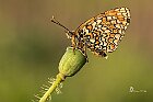 Melitaea-phoebe2-