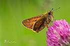 Ochlodes sylvanus