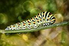 Papilio-machaon bruco