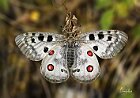 Parnassius-apollo-ali-aperte