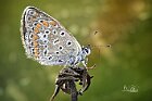 polyommatus-icarus