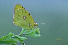 Colias-croceus2