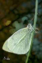 Leptidea-sinapis1