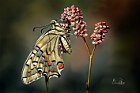 Macaone-su-Persicaria-1