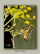 Papilio-machaon