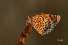 Melitaea-didyma1