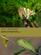 Podalirio-bruco-pannello-espositivo
