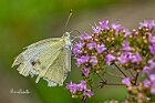 Cavolaia-Pieris-brassicae