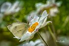 Cavolaia-su-Anemone-hupehensis