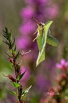 Cedronella-approccio-fiore