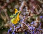 Colias-croceus-su-Limonium-serotinum