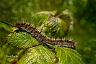 Lasiocampa quercus