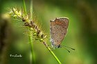 Lycaena-phlaeas-su-setaria-pumila