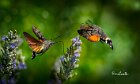 Macroglossum-stellatarum