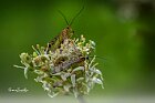Mosca-scorpione-duo
