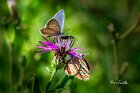 Polyommatus-icarus-Oedemera-flavipes