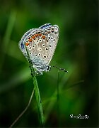Polyommatus-icarus-su-stelo