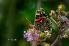 Vanessa-atlanta-su-Morus
