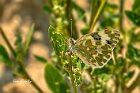 Pontia-edusa-1