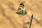 Pontia-edusa