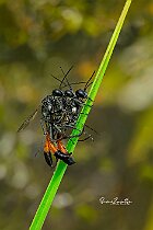 Ammophila-sabulosa