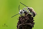 Anthophora-1
