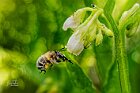 Anthophora-in-volo-su-Symphytum-officinale