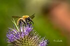 Bombo-dei-muschi-Bombus-muscorum-