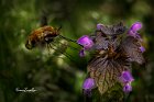 Bombylius-su-Lamium-purpureum-