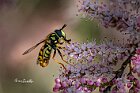 Chrysotoxum sp.Sirfide