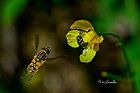 Helophilus-pendulus-e-Cetonia-dorata