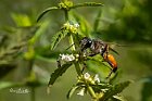 Sphex-funerarius-Vespa-scavatrice