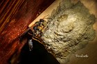 Vespa-muratrice-Sceliphron-caementarium-1