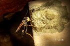 Vespa-muratrice-Sceliphron-caementarium