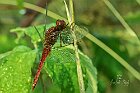 Crocothemis erythraea maschio1