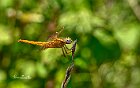 Crocothemis-erythraea