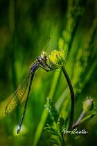 Ischnura-elegans-su-ranuncolo