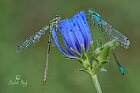 Ischnura-elegans