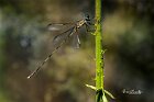 Lestes-barbarus