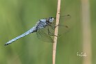 Orthetrum brunneum2