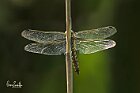 Orthetrum cancellatum fronte
