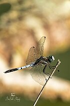 Orthetrum-Albistylum